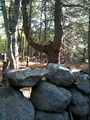 Dogtown stone wall